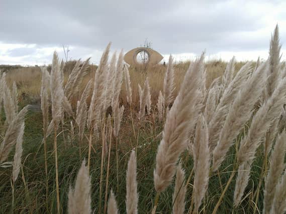 Pampas grass lines South Shields seafront