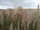 Pampas grass lines South Shields seafront