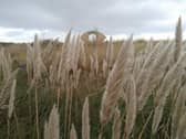 Pampas grass lines South Shields seafront