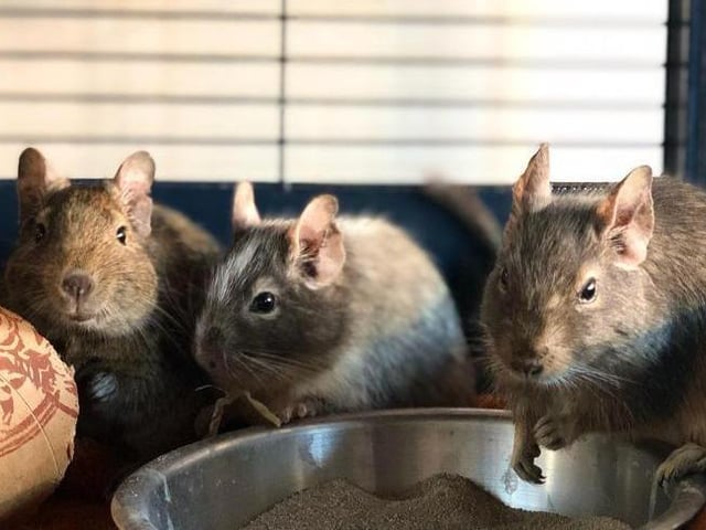 These three lovely ladies are Degus, which is a type of rodent. Their ages are unknown. Much like the typical Degu, these three love doing their own thing, and having loads of different enrichment activities in their cage, which keeps their minds active. Ideally, they’re looking for experienced Degu owners, and will need a large cage. They are being cared for at the RSPCA Stubbington Ark branch.