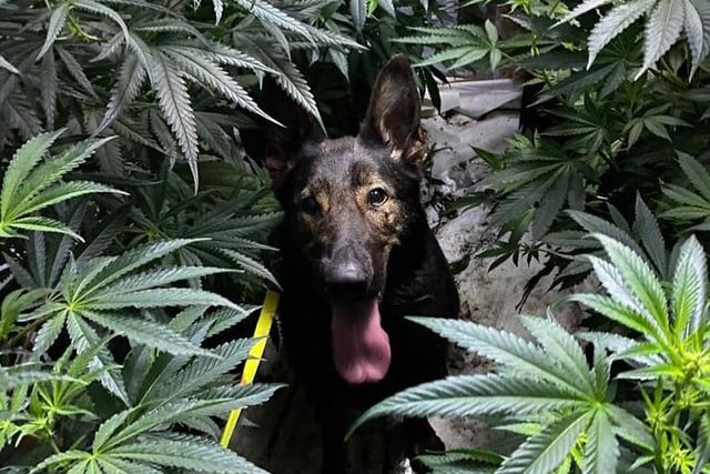 Here’s PD Hero helping discover a cannabis farm. All in a day's work