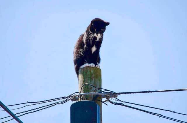 This curious cat had a close shave when he got stuck on top of a 30ft telegraph pole. Picture by Alex Elliott/NNP