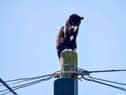 This curious cat had a close shave when he got stuck on top of a 30ft telegraph pole. Picture by Alex Elliott/NNP