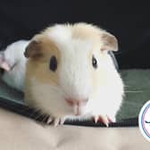 National Pet Month runs from April 1 until May 2 for 2022.