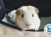 National Pet Month runs from April 1 until May 2 for 2022.