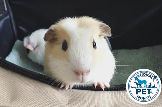 National Pet Month runs from April 1 until May 2 for 2022.