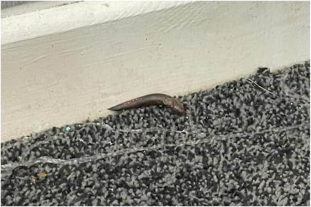 Margaret has shared photos of slugs on the walls and floors of her living room.