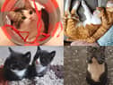 Readers have been celebrating their pets for International Cat Day on Monday, August 8.