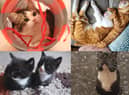 Readers have been celebrating their pets for International Cat Day on Monday, August 8.
