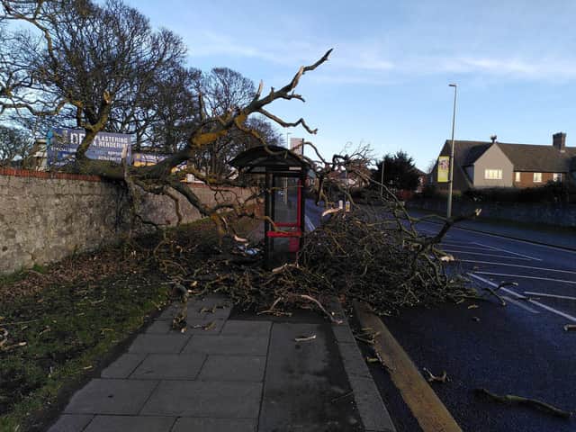 A tree brought down in the high winds in Whitburn as Storm Otto hits
