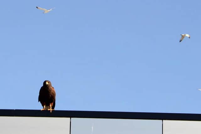 Ronnie has a bird's eye view of the seagulls on the interchange's roof.