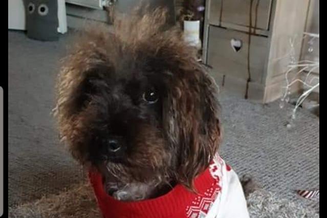 Alicia Chapman said: "Milo aged 9 ... not loving his Christmas outfit from 2019." We love it Milo!