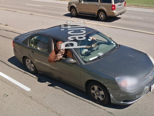 Who knows where this gorilla passenger, seen in Texas, was heading, but it seems like they’re in a rush.