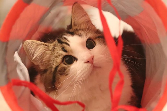 Sem serving us cuteness for International Cat Day.