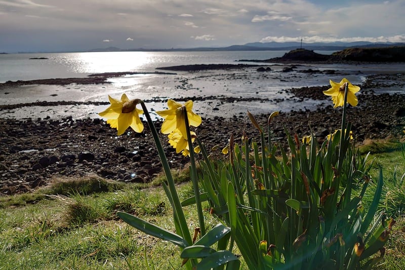 Daffodils are now starting to bloom across the region (Pic: Cath Ruane)