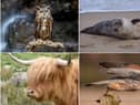 Readers have been sharing their favourite pictures for World Wildlife Day.