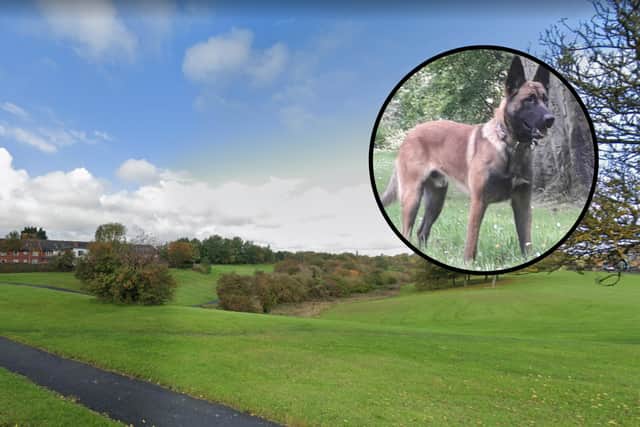 Alfie, a 16-month-old Belgian Malinois, worked with handler Pc Stephen Henry to track down the missing woman after she was seen near Calf Close Burn in Jarrow. Images copyright Google/Northumbria Police.