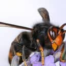 Asian hornets are identifiable through their orange head and almost entirely dark abdomen, which displays fine yellow stripes and a yellow or orange segment near its base. Photo: PA