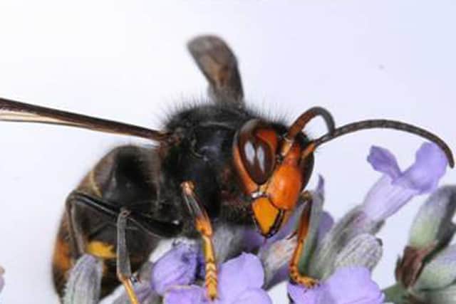 An Asian hornet.