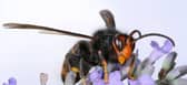 Asian hornets are identifiable through their orange head and almost entirely dark abdomen, which displays fine yellow stripes and a yellow or orange segment near its base. Photo: PA