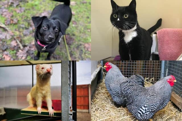 Could you offer one of these animals a forever home?