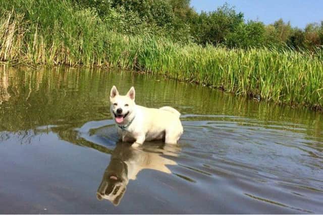 Ellie in her favourite pond.