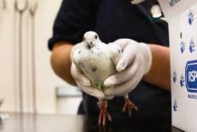 RSPCA WCV save pigeon