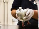 RSPCA WCV save pigeon
