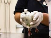 RSPCA WCV save pigeon