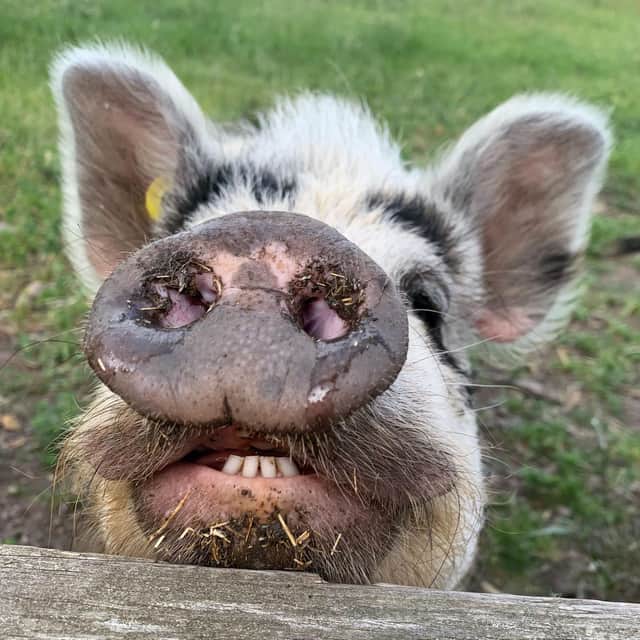 Kunekunes pigs are the smallest domesticated breed of pig in the world