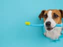 Dogs need their teeth brushing regularly to keep them healthy (photo: Adobe)