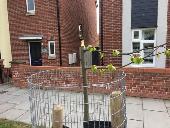 The damage to one of the trees. Pictures by South Tyneside Council.