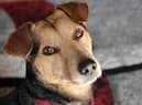 Generic picture of a dog. Picture c/o Pixabay.