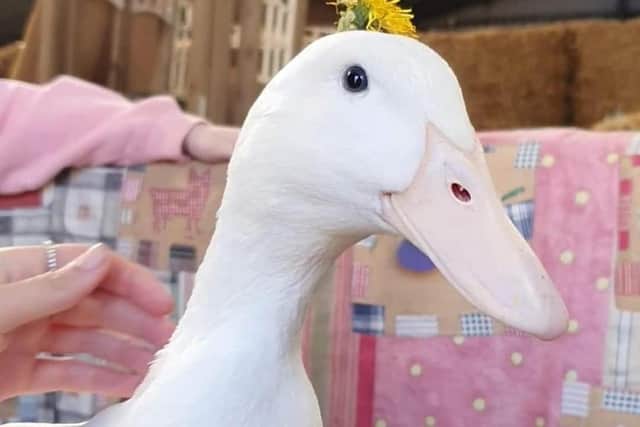 Sloane the duck was among those stolen.