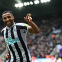 Callum Wilson celebrates scoring against Southampton for Newcastle United (photo: Getty).  