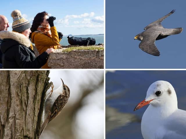 The annual bird race returns to Souter Lighthouse and The Leas on January 9.