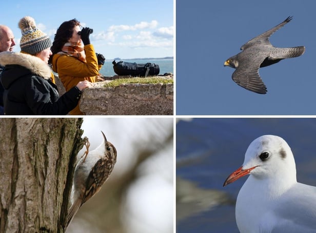 The annual bird race returns to Souter Lighthouse and The Leas on January 9.