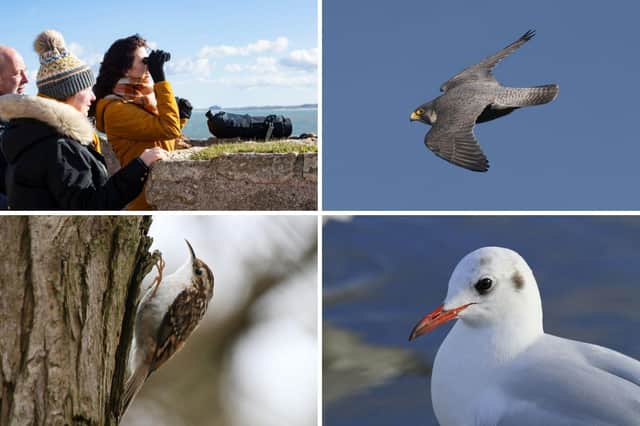 The annual bird race returns to Souter Lighthouse and The Leas on January 9.