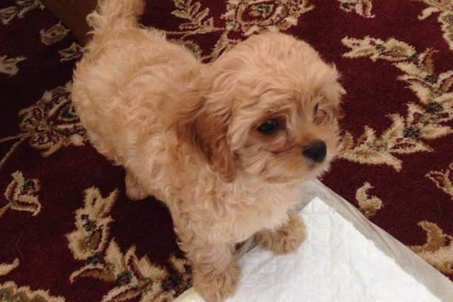 Biscuit, 4, died from a suspected poisoning after a walk in Hebburn.