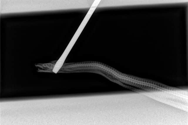 An x-ray showing the screwdriver attack by Michael McMann on a boa constrictor.