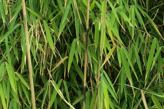Bamboo is an 'invasive' species