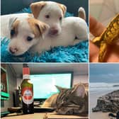 Readers have been sharing their favourite pet pictures in honour of National Pet Month, which runs from April 1 until May 2.