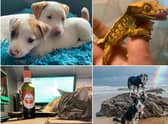 Readers have been sharing their favourite pet pictures in honour of National Pet Month, which runs from April 1 until May 2.