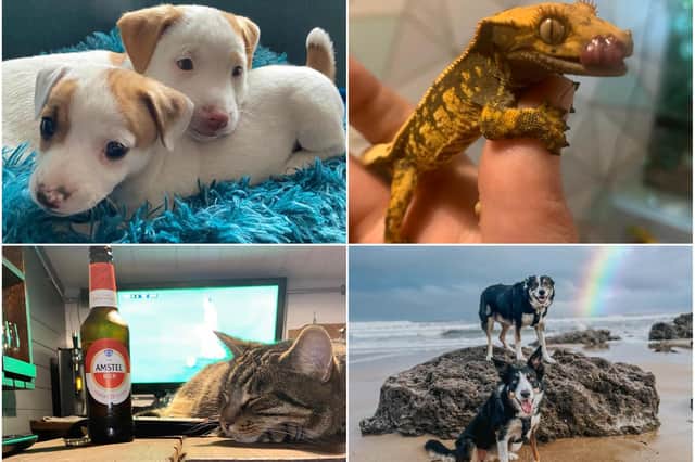 Readers have been sharing their favourite pet pictures in honour of National Pet Month, which runs from April 1 until May 2.