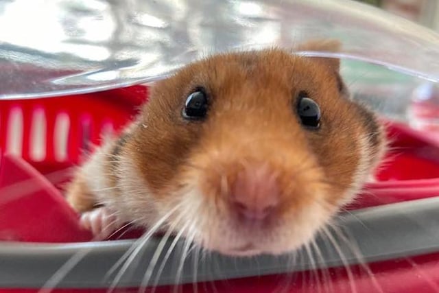 Popping out to say hello.