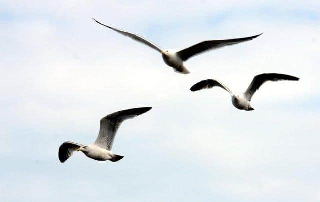 All types of gull are a protected species under the Wildlife and Countryside Act 1981.