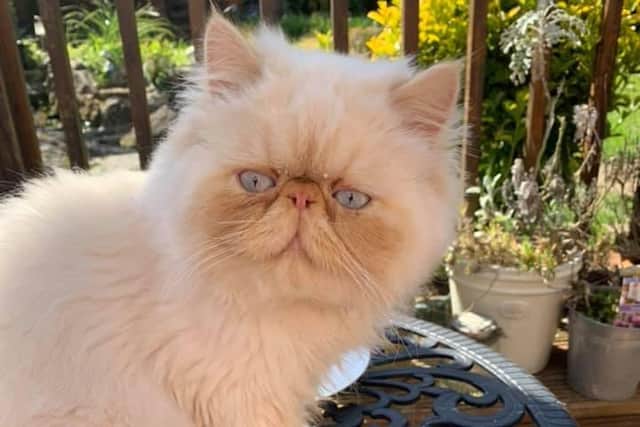 Kevin the cat went missing from his home in Marsden on Thursday, May 21.