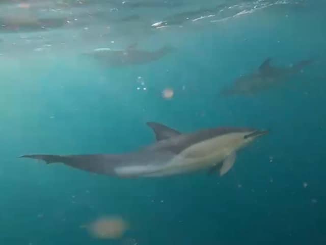 Dolphins were spotted off the coast of Sussex