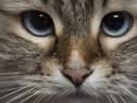 International Cat Day is on August 8