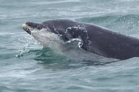 A pod of bottlenose dolphins has been spotted along the North East coast. Photo: Stuart Baines